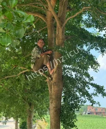 爷爷拔树连根起梗